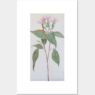 Pink Gumnut Stem - Beautiful Soft Flower Posters and Art